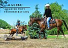 Quarter Horse - Horse for Sale in Fort Collins, CO 80524