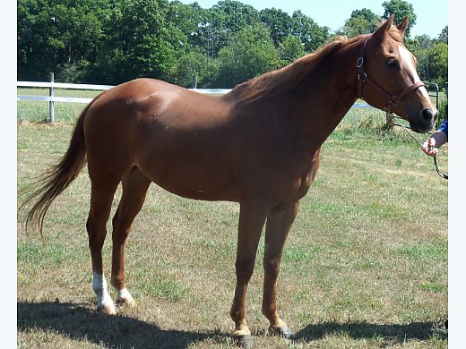 Chestnut Aqha Show Gelding