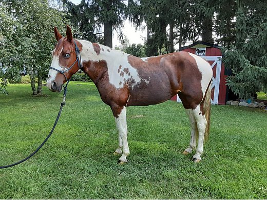 Spotted Saddle Mare - Spotted Saddle Horse for Sale in Lapeer, MI