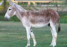 Donkey - Horse for Sale in Monett, MO 65708