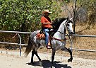 Andalusian - Horse for Sale in Los Angeles, CA 91342