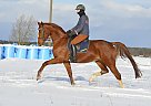 Oldenburg - Horse for Sale in Tallinn,  90219