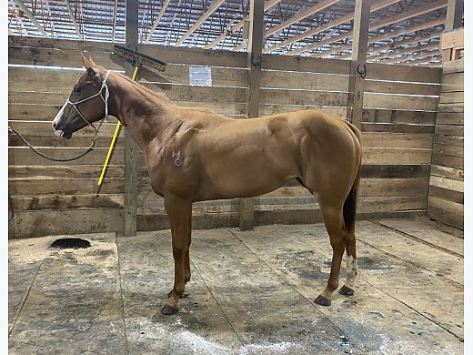 Brookstone Bay Bred Mare