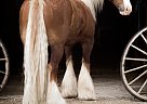 Gypsy Vanner - Horse for Sale in Cody, WY 82414