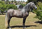 Andalusian - Horse for Sale in San Diego, CA 92021