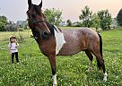 Tennessee Walking - Horse for Sale in Greeneville, TN 37745