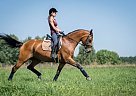 Trakehner - Horse for Sale in Wrocław,  51-218