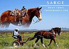 Draft - Horse for Sale in Albuquerque, NM 87113