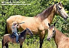 Missouri Fox Trotter - Horse for Sale in Lewisburg, TN 42653