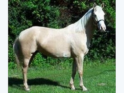 Apha Palomino Overo Mare Easy To Ride Paint Horse For Sale In Gary Tx