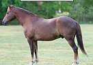 Other - Horse for Sale in Monett, MO 65708