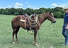 Quarter Horse - Horse for Sale in Monett, MO 65708