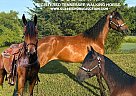 Tennessee Walking - Horse for Sale in Murfreesboro, TN 37127