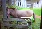 Donkey - Horse for Sale in Dahloniga, GA 30533