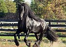 Friesian - Horse for Sale in Jacksonville, FL 28540