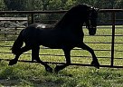 Friesian - Horse for Sale in Jacksonville, FL 28540