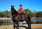 Friesian - Horse for Sale in Jacksonville, FL 28540