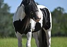 Gypsy Vanner - Horse for Sale in Jacksonville, FL 28540