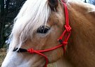 Haflinger - Horse for Sale in Duluth, MN 55804