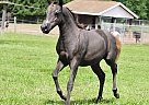 Horses For Sale In Pennsylvania - FREE Ads