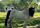 Gypsy Vanner - Horse for Sale in Jacksonville, FL 28540