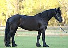 Friesian - Horse for Sale in Jacksonville, FL 28540