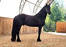 Friesian - Horse for Sale in Jacksonville, FL 28540