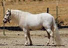 Shetland Pony - Horse for Sale in , AZ 85031 Shetland Pony - Horse for Sale in , AZ 85031