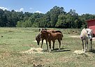 Arabian - Horse for Sale in Pearcy, AR 71964