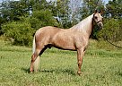 Missouri Fox Trotter - Horse for Sale in Bowling Green, KY 42101