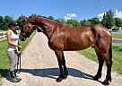 Friesian - Horse for Sale in Eden Valley, ON L0L 2K0