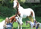 Tennessee Walking - Horse for Sale in Rockholds, KY 40759