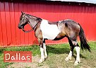 Friesian - Horse for Sale in Ava, MO 65608