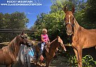 Rocky Mountain - Horse for Sale in CAMPBELLSVILE, KY 42718