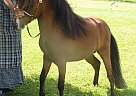 Miniature - Horse for Sale in Dundee, NY 14837