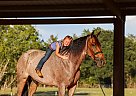 Tennessee Walking - Horse for Sale in Marion Junction, AL 36759