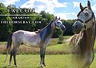 Arabian - Horse for Sale in Gaylord, MI 49735