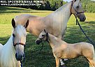 Spotted Saddle - Horse for Sale in YROCKHOLDS, KY 40759