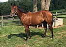 Horses For Sale In Pennsylvania - FREE Ads