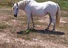 Paso Fino - Horse for Sale in Logansport, LA 71049