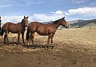 Quarter Horse - Horse for Sale in Whitehall, MT 59759