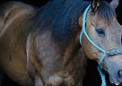 Quarter Horse - Horse for Sale in Bristol, VA 24202 Quarter Horse - Horse for Sale in Bristol, VA 24202