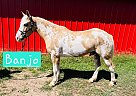 Paint - Horse for Sale in Taneyville, MO 65759