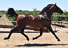 Andalusian - Horse for Sale in Stockton, CA 95203