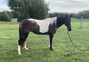 Tennessee Walking Horse Cross