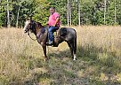 Appaloosa - Horse for Sale in Sebeka, MN 56477