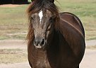 Miniature - Horse for Sale in Denison, TX 75021