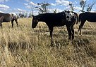 Appaloosa - Horse for Sale in New England, ND 58647 Appaloosa - Horse for Sale in New England, ND 58647