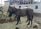 Appaloosa - Horse for Sale in New England, ND 58647 Appaloosa - Horse for Sale in New England, ND 58647