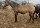 Appaloosa - Horse for Sale in New England, ND 58647 Appaloosa - Horse for Sale in New England, ND 58647
